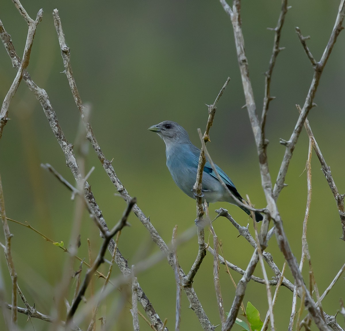 Glaucous Tanager - ML644436511