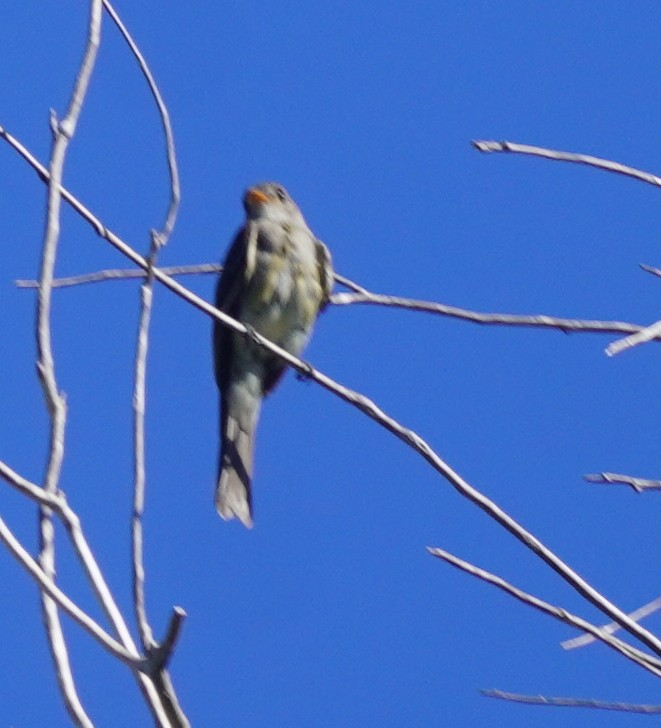 Greater Pewee - ML644436517