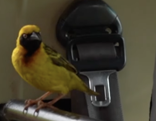 Speke's Weaver - ML644436518