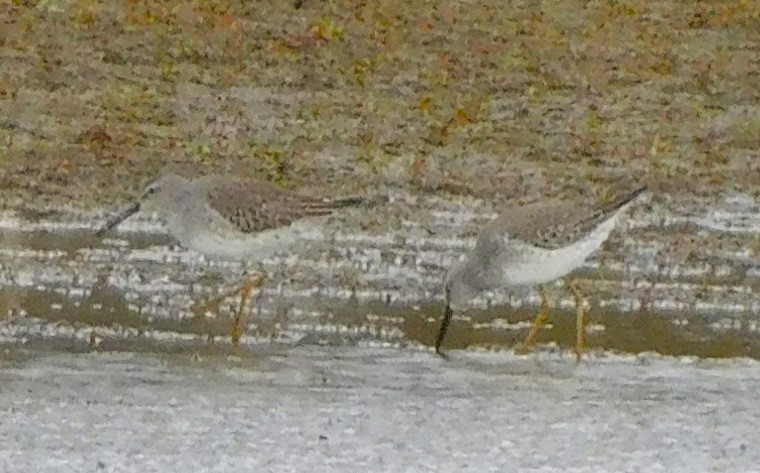 Stilt Sandpiper - ML644436520