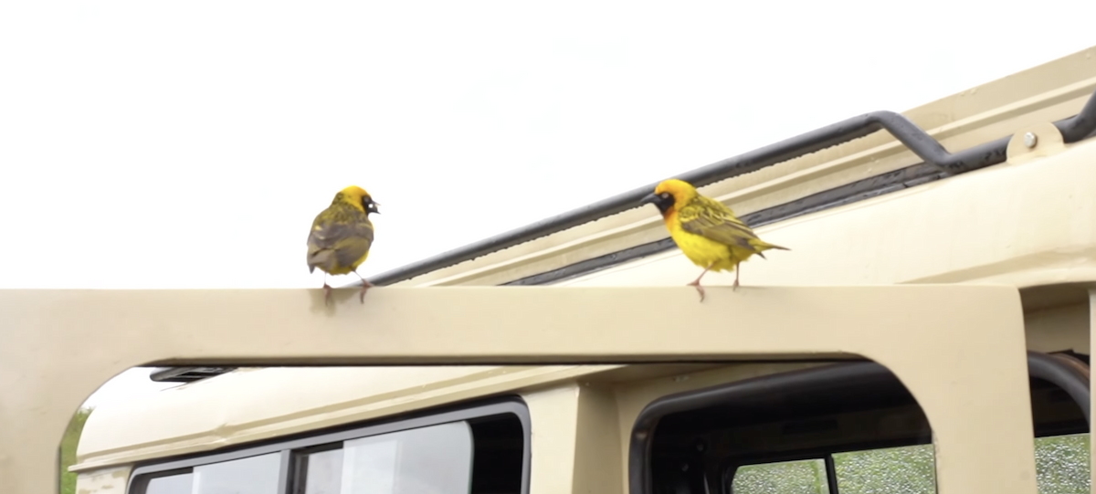 Speke's Weaver - ML644436521