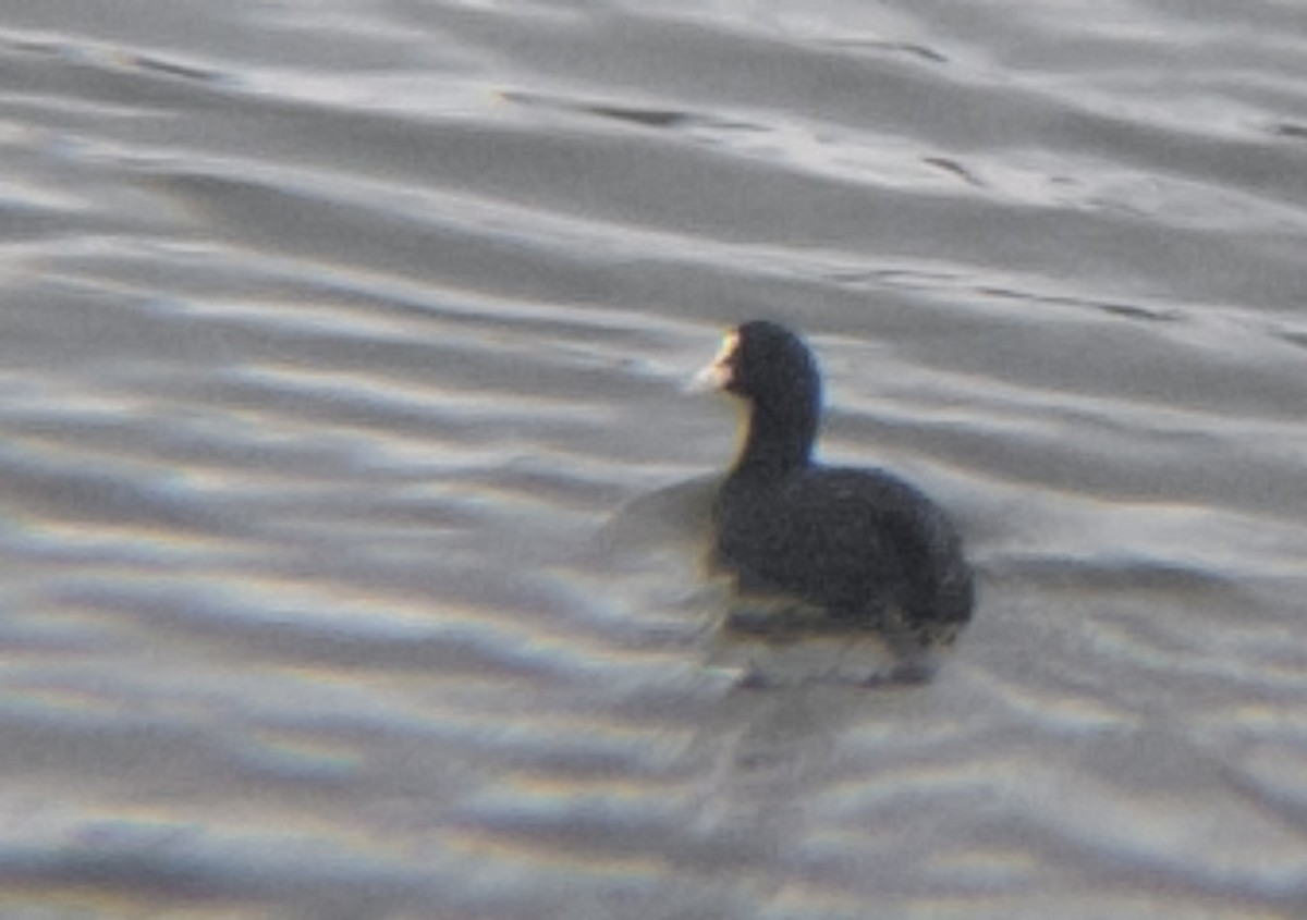 lyska černá - ML644436522