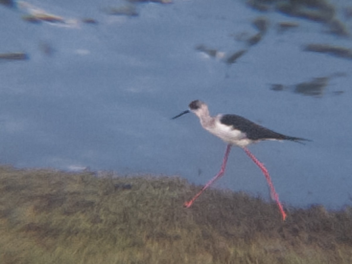 pisila čáponohá - ML644436524