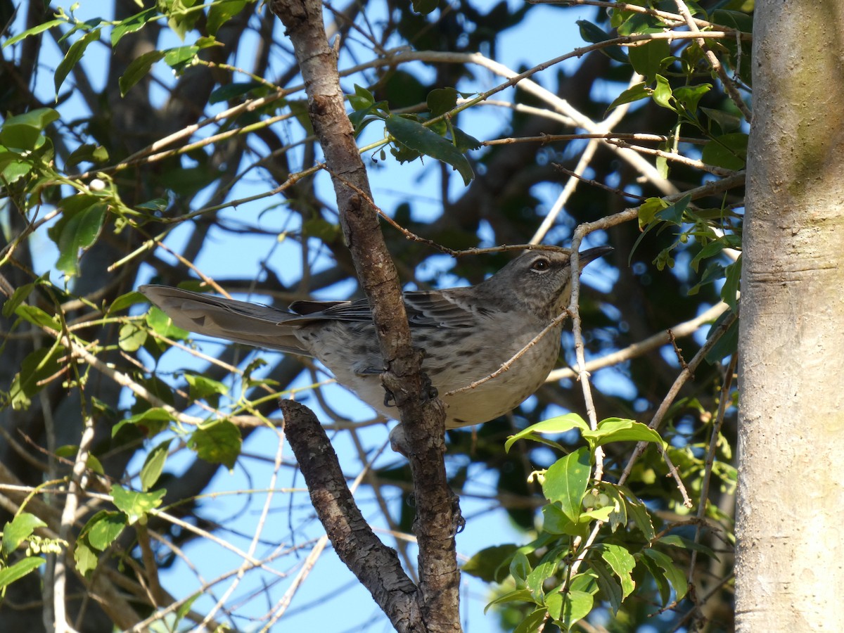 Bahama Mockingbird - ML644436525