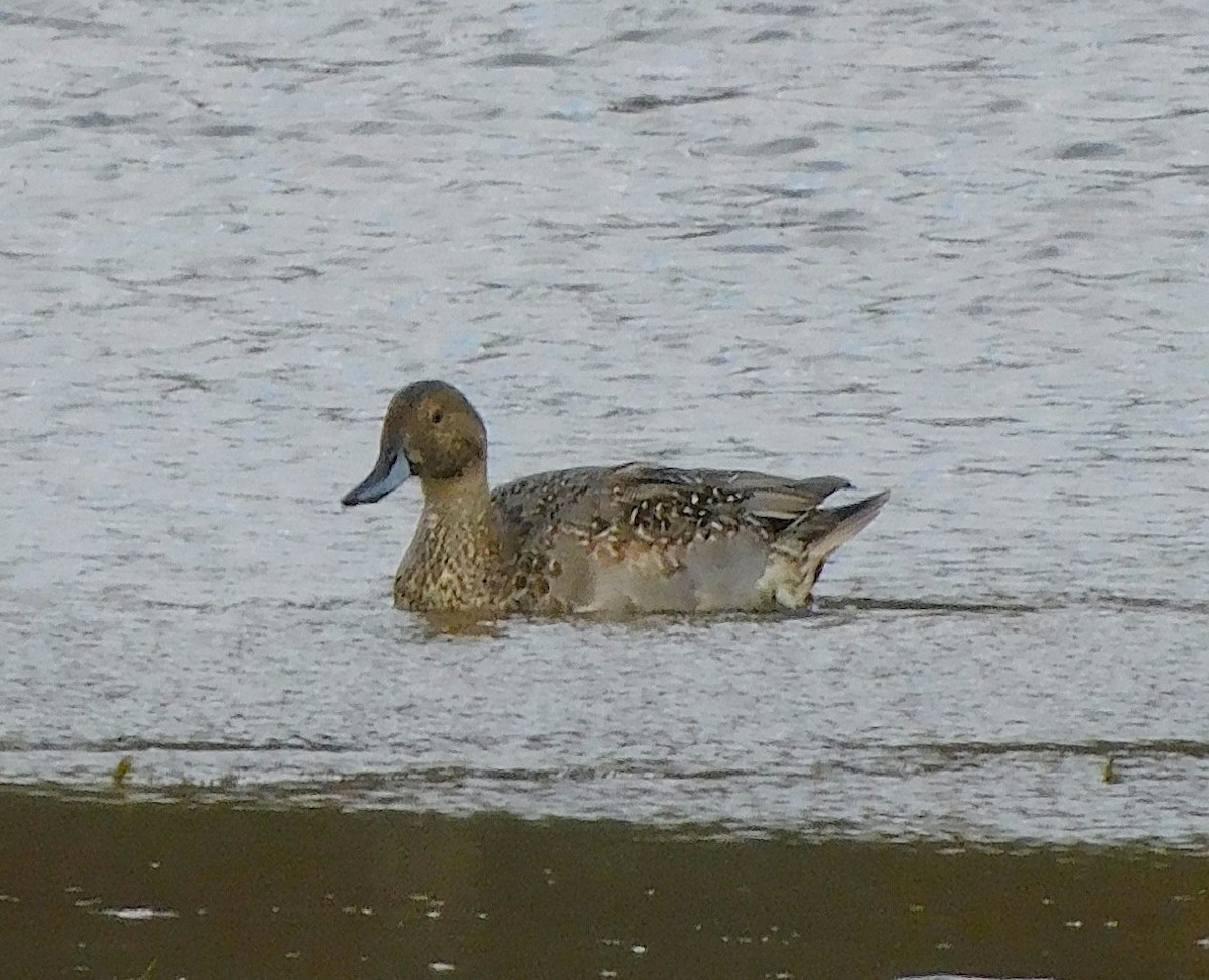 Northern Pintail - ML644436530