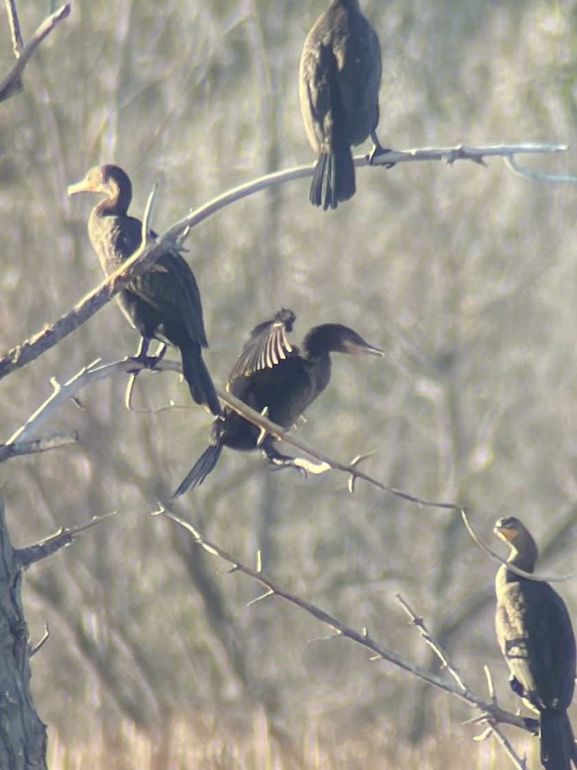 Neotropic Cormorant - ML644436531