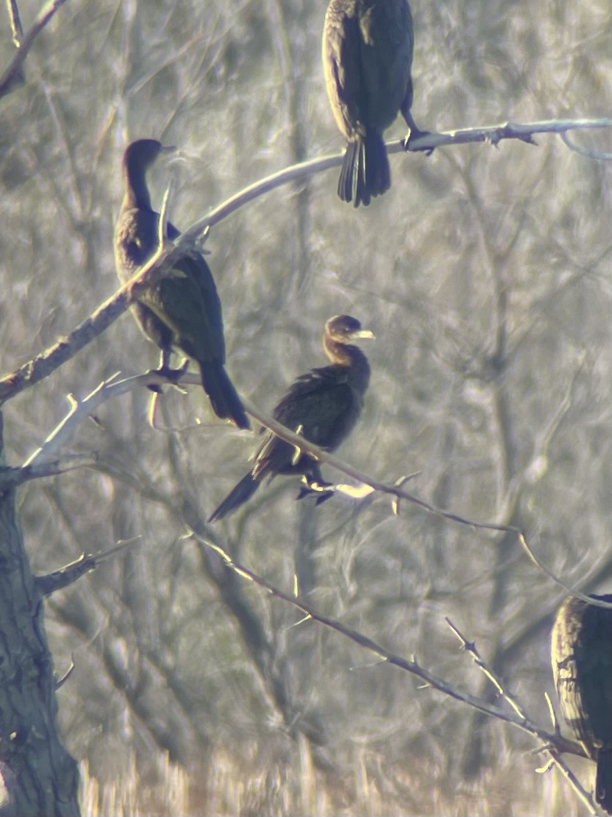 Neotropic Cormorant - ML644436532