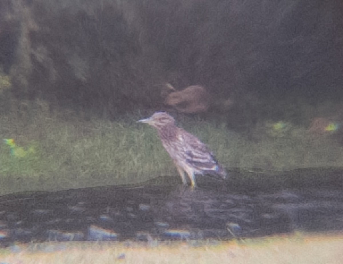 kvakoš noční (ssp. nycticorax) - ML644436533