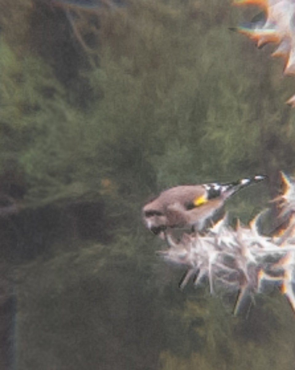 stehlík obecný - ML644436536