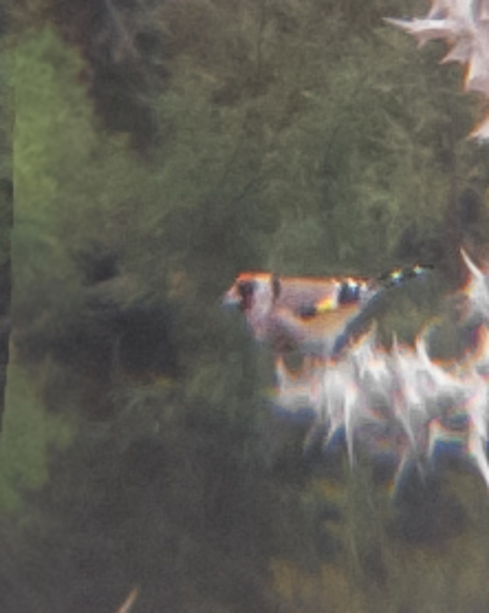 stehlík obecný - ML644436537