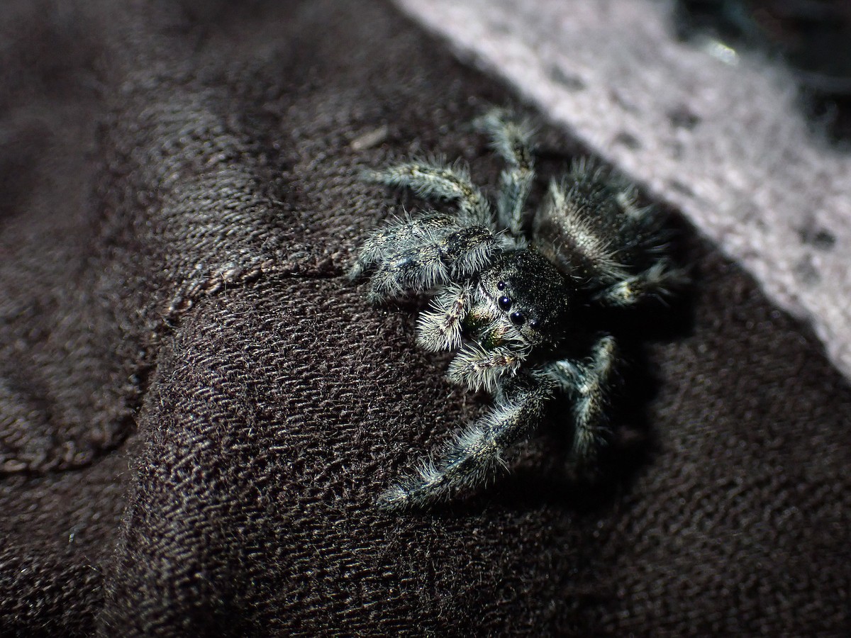 Bold Jumper - ML644436538