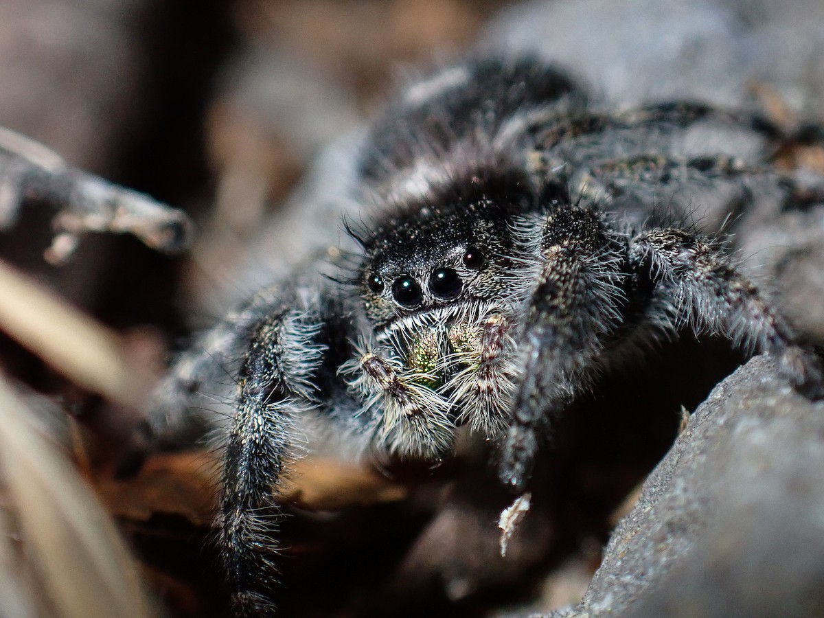 Bold Jumper - ML644436539