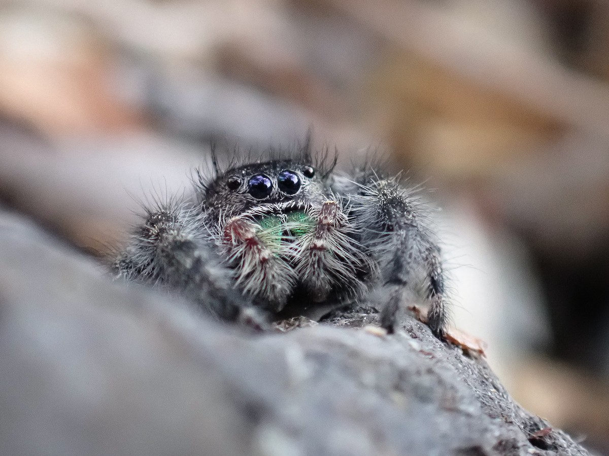 Bold Jumper - ML644436540