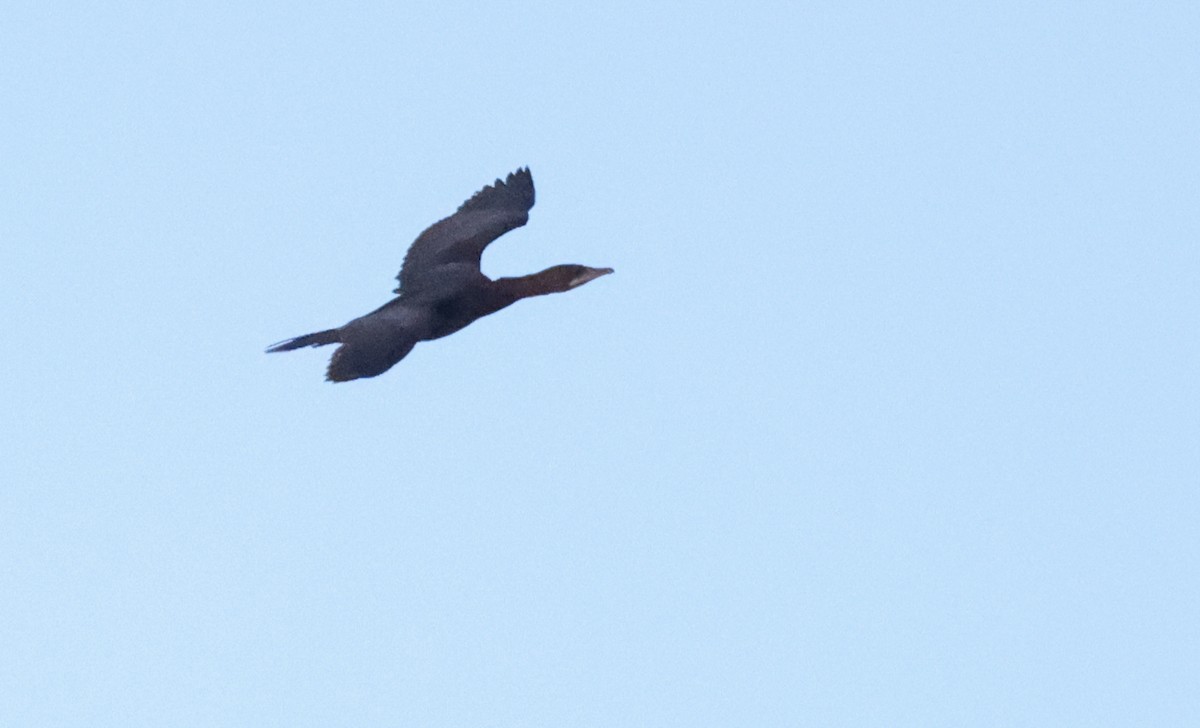 Pygmy Cormorant - ML644436553