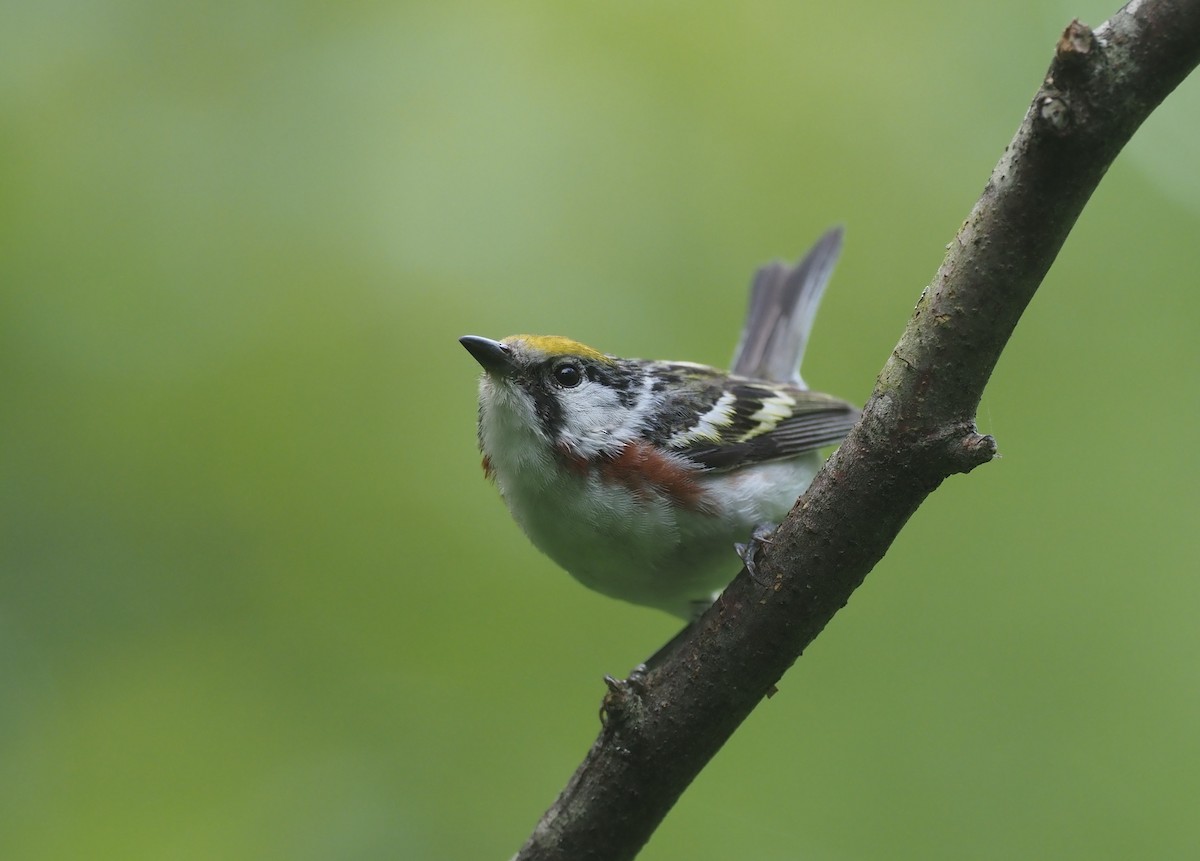 Reinita de Pensilvania - ML644436573