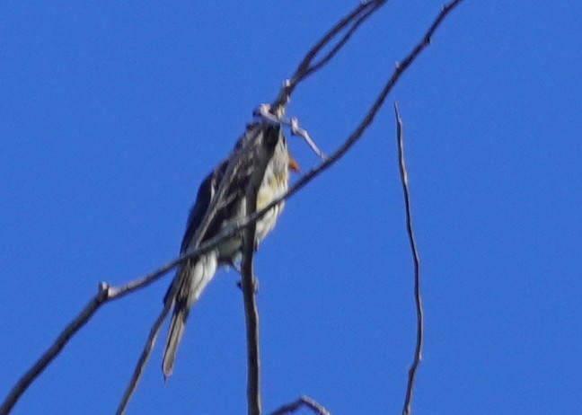 Greater Pewee - ML644436576