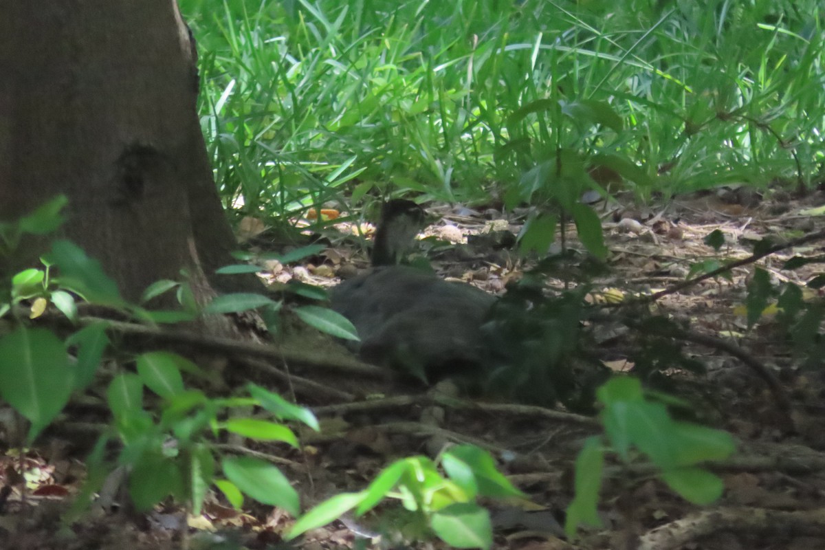 Indian Peafowl - ML644436578