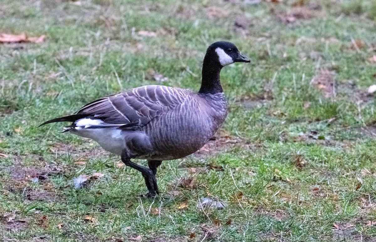 berneška malá - ML644436579