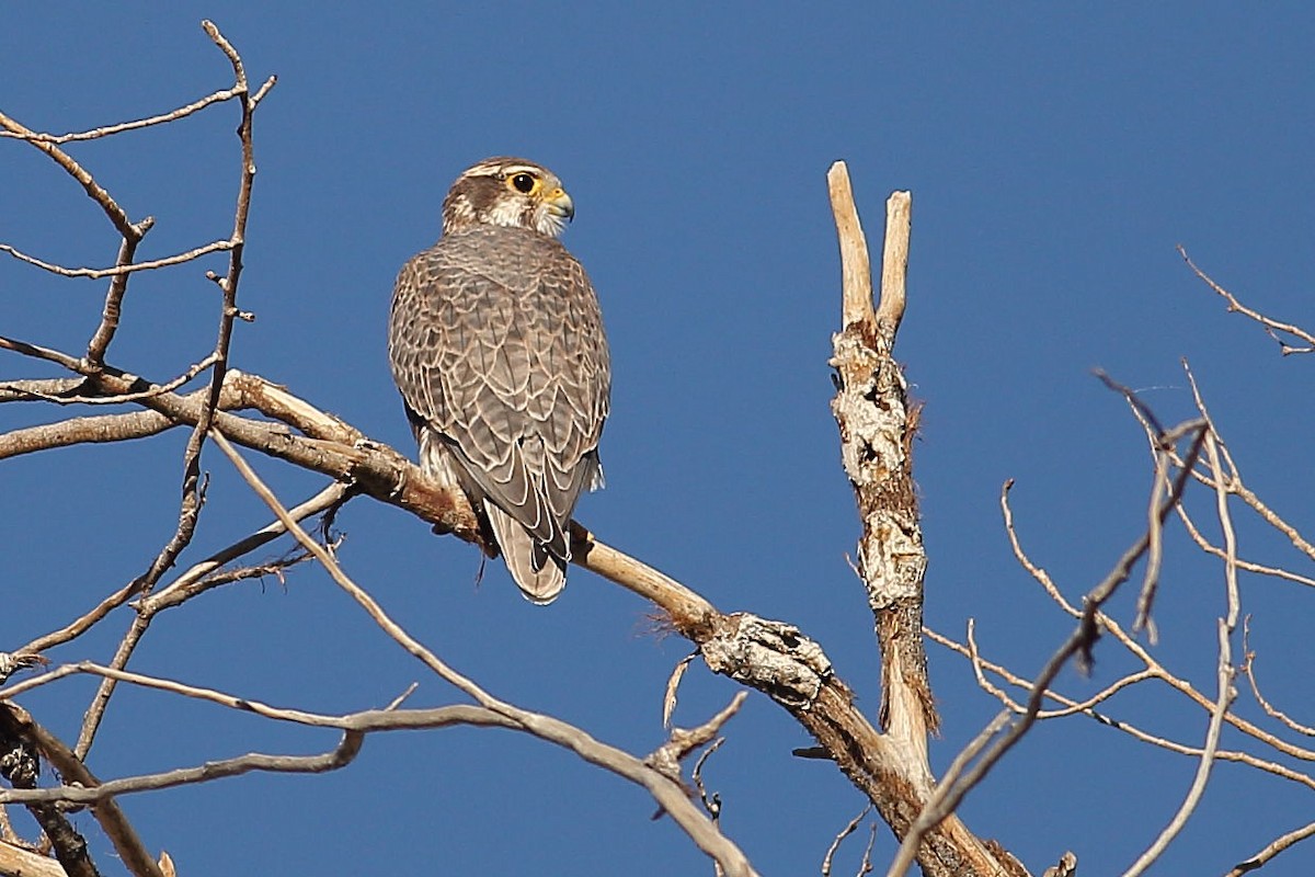 Prairie Falcon - ML644436585