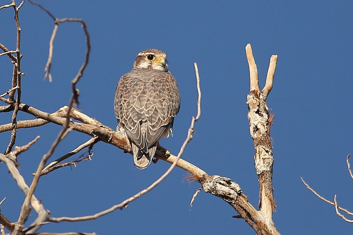 Prairie Falcon - ML644436586
