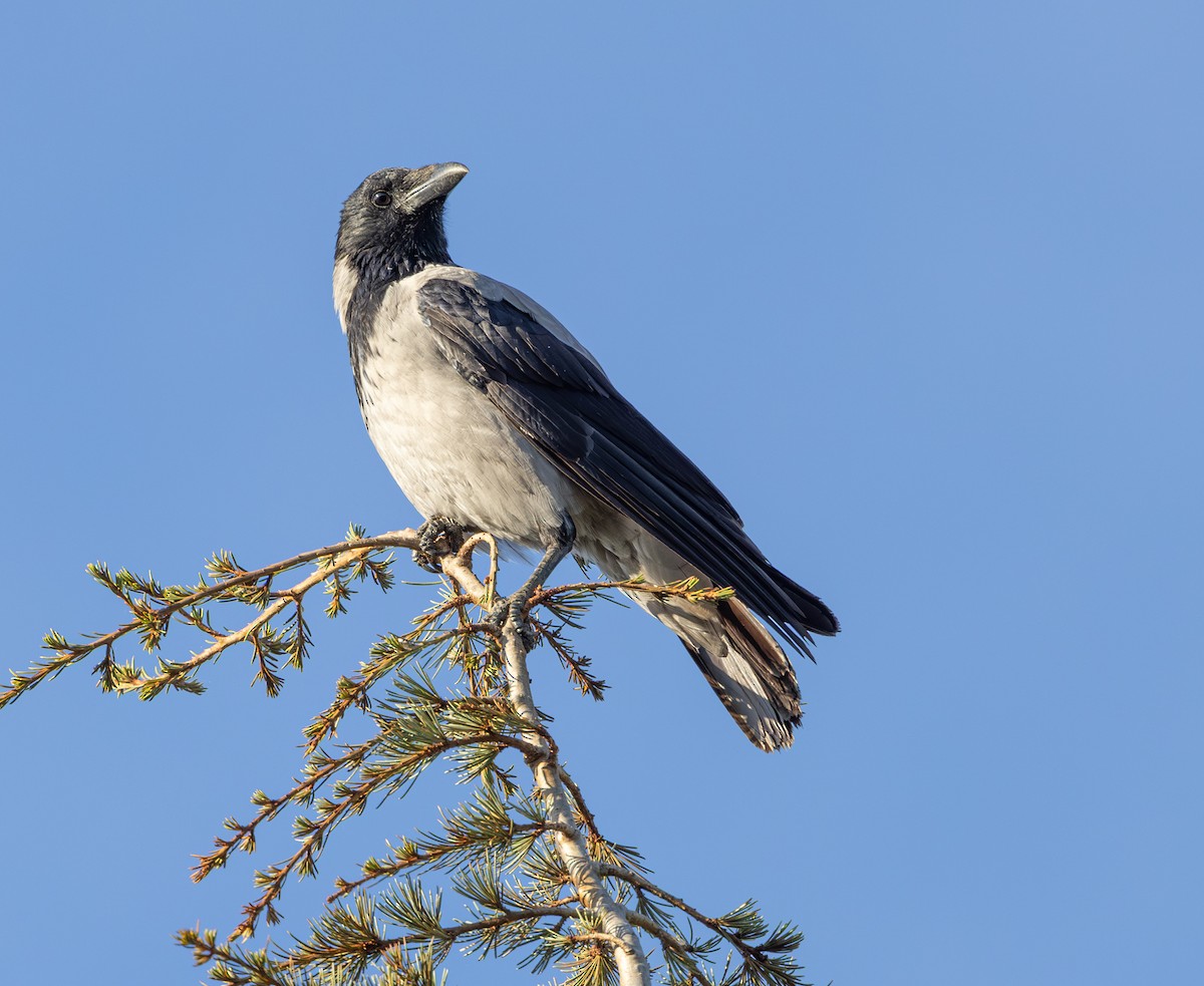 Саарал хэрээ - ML644436589