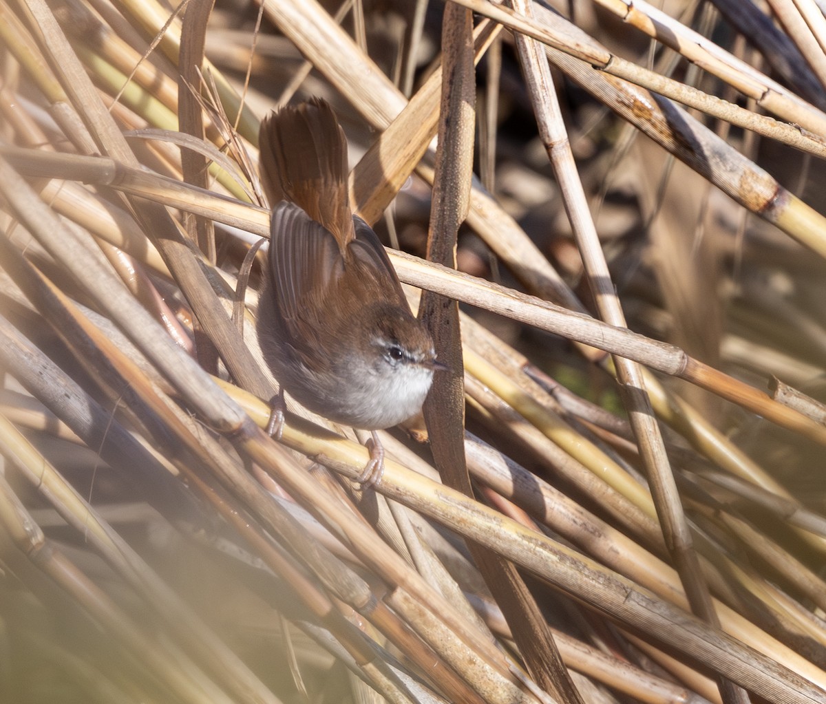 Seidensänger - ML644436599