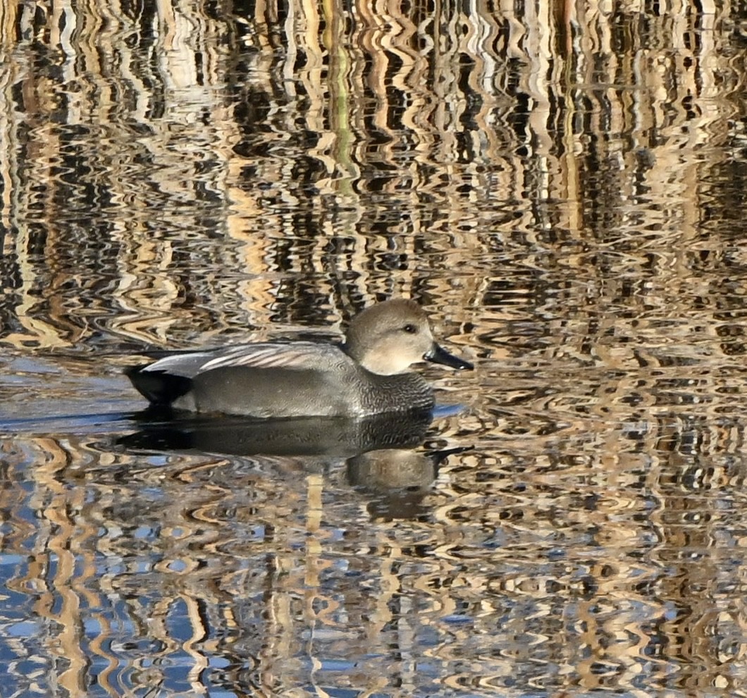 Нерозень - ML644436600