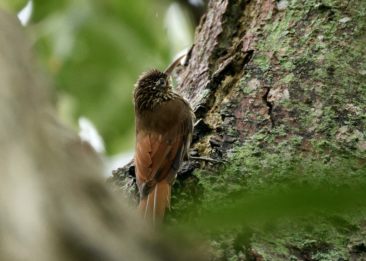 Streak-headed Woodcreeper - ML644436608
