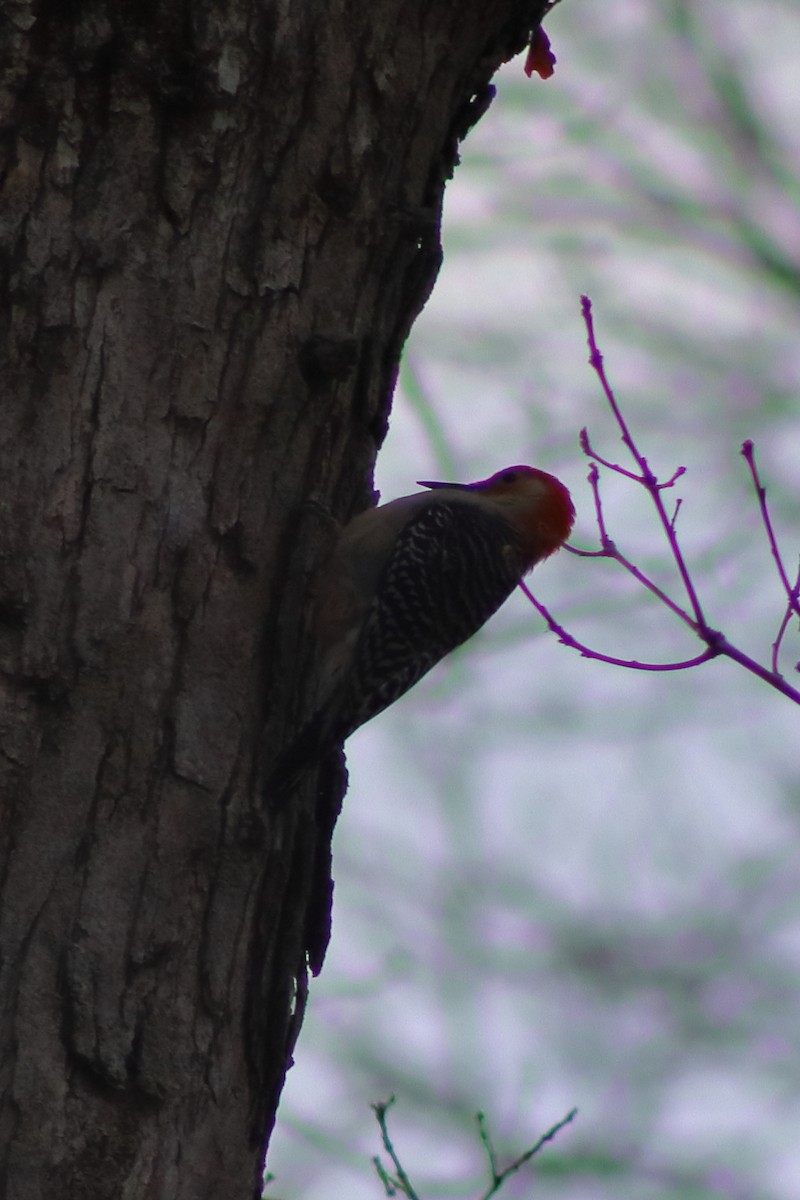 シマセゲラ - ML644436615