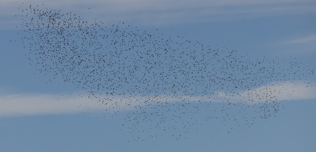 Ойн тагтаа - ML644436622