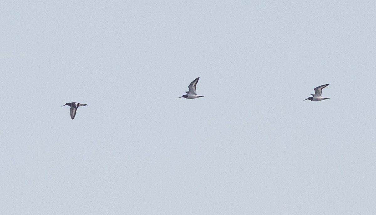 Алаг хясаач - ML644436629