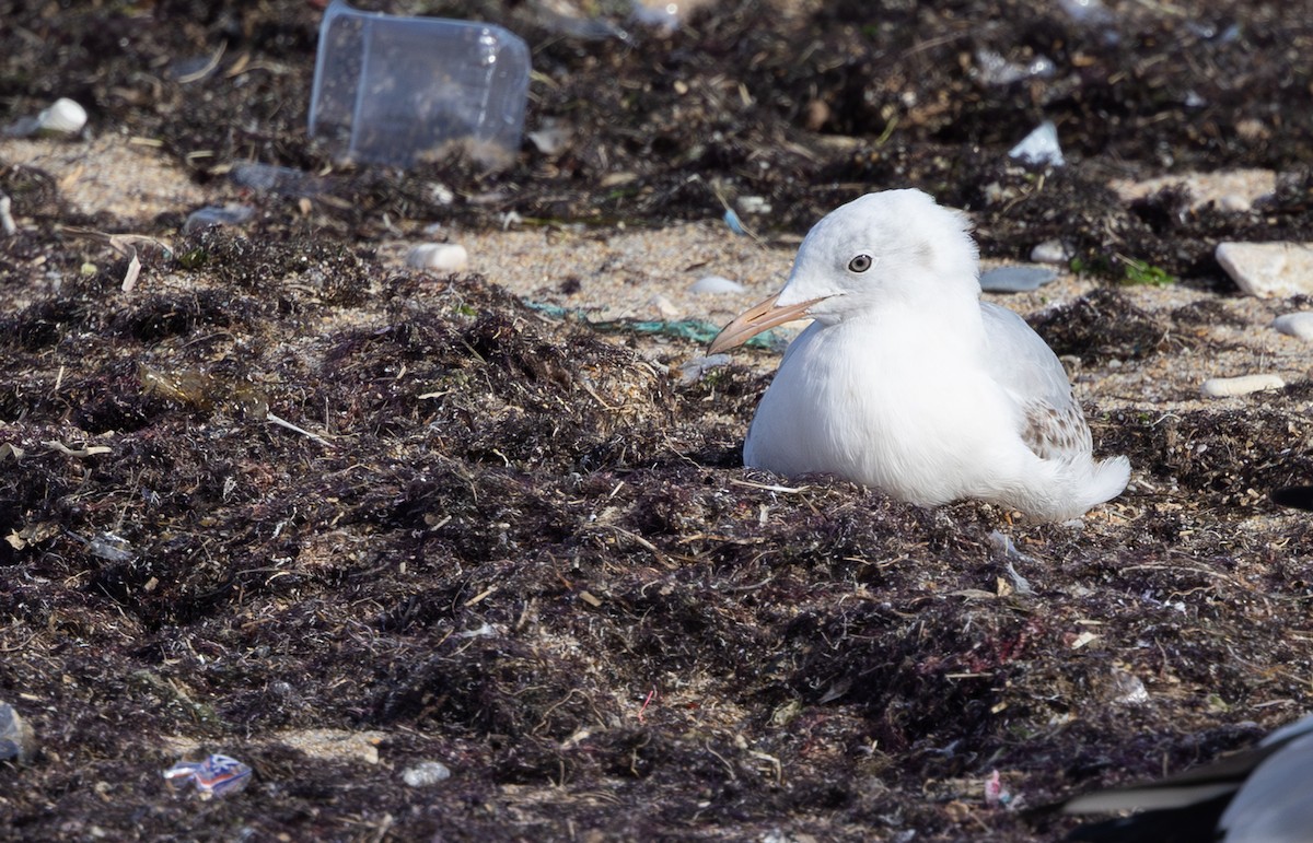 Шөвгөр цахлай - ML644436630