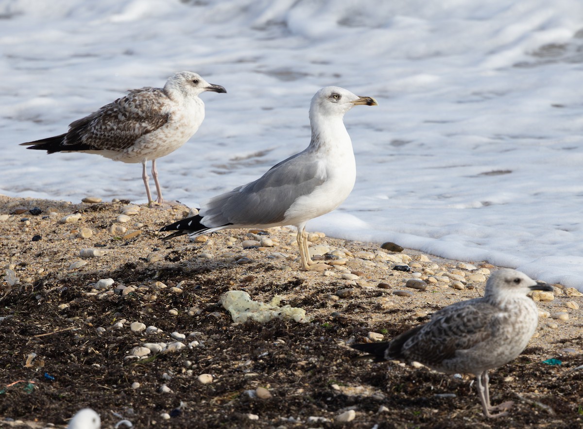 Yellow-legged Gull - ML644436634
