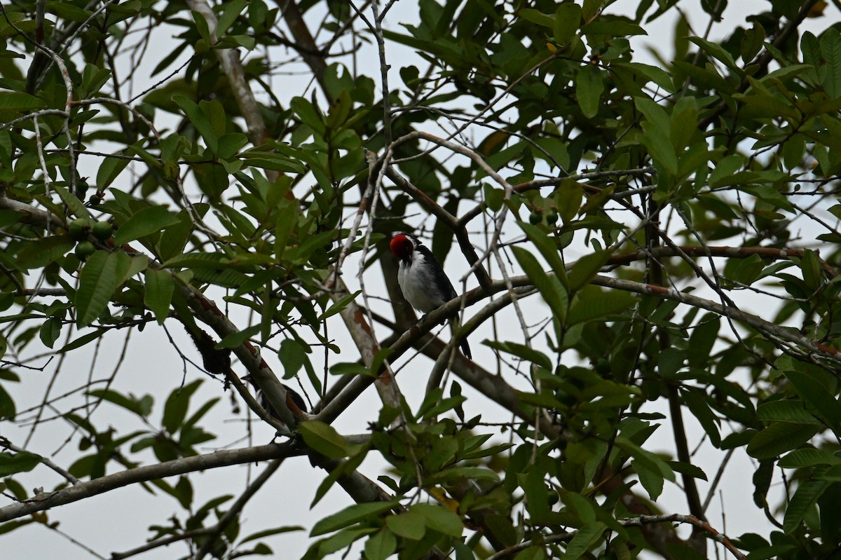 Red-capped Cardinal - ML644436636