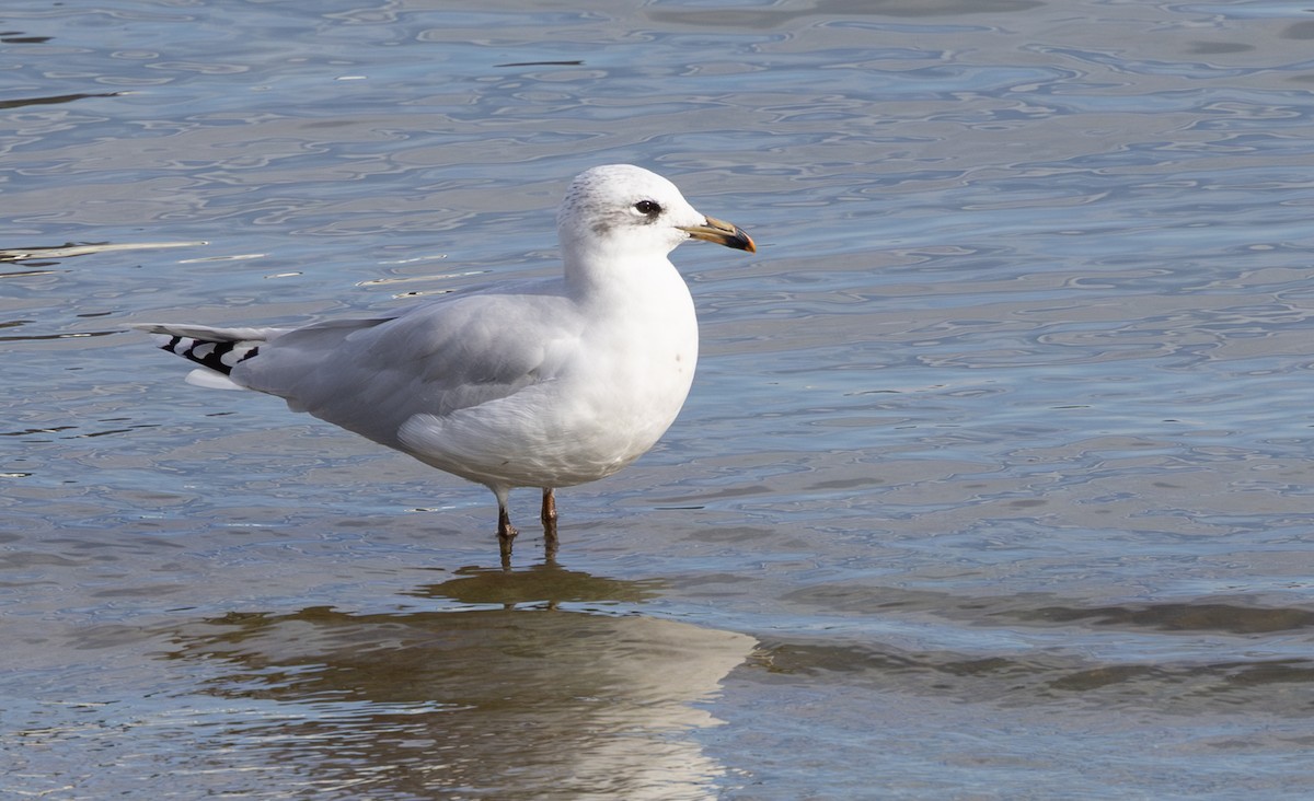 Mediterranean Gull - ML644436639