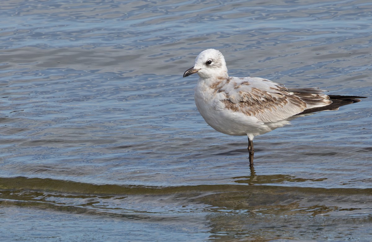 Mediterranean Gull - ML644436640