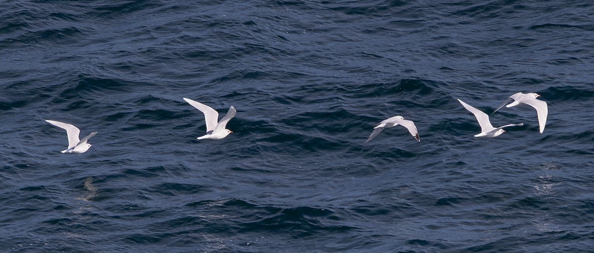 Mediterranean Gull - ML644436641