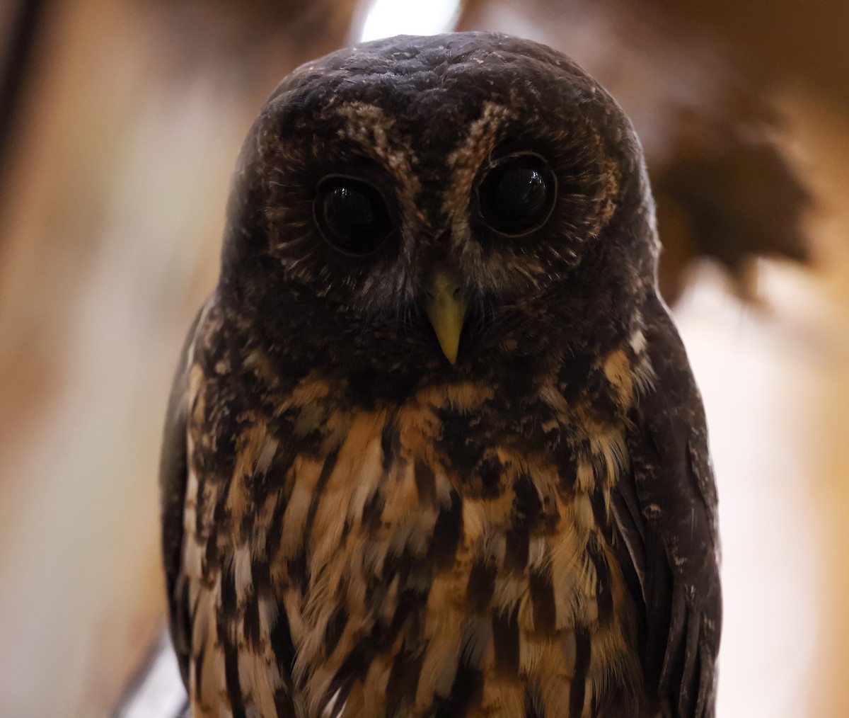Mottled Owl - ML644436643