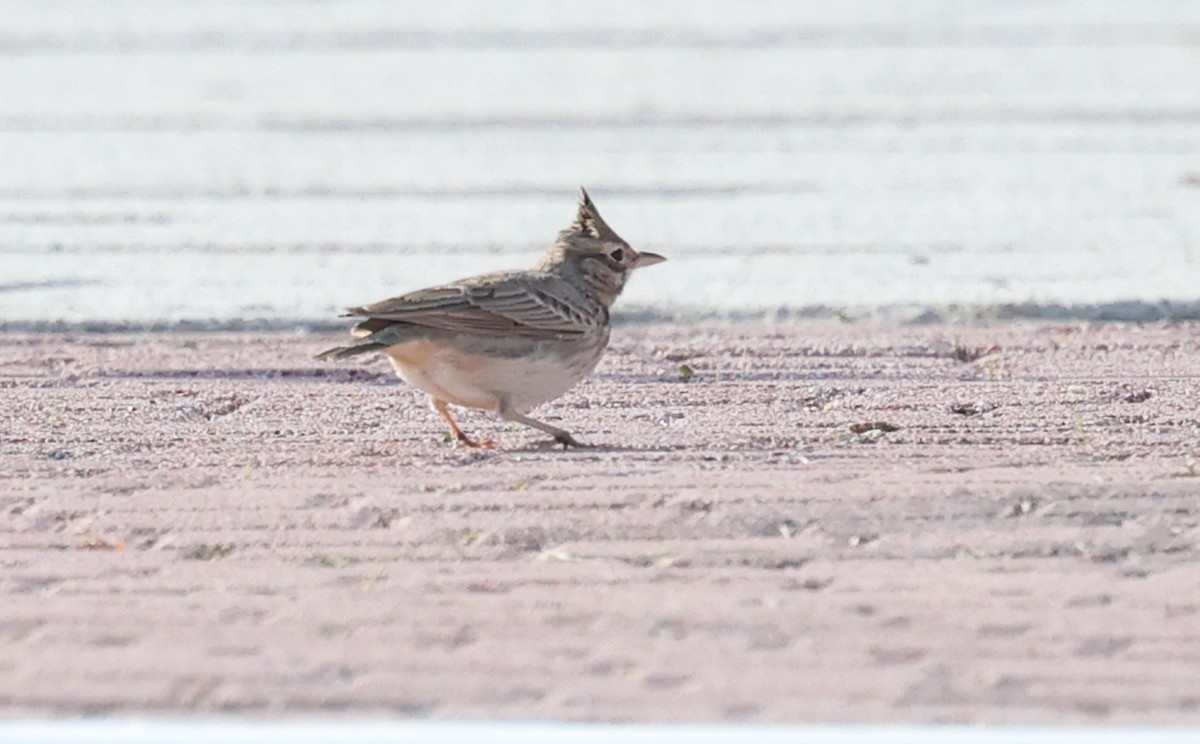 עפרוני מצויץ - ML644436644