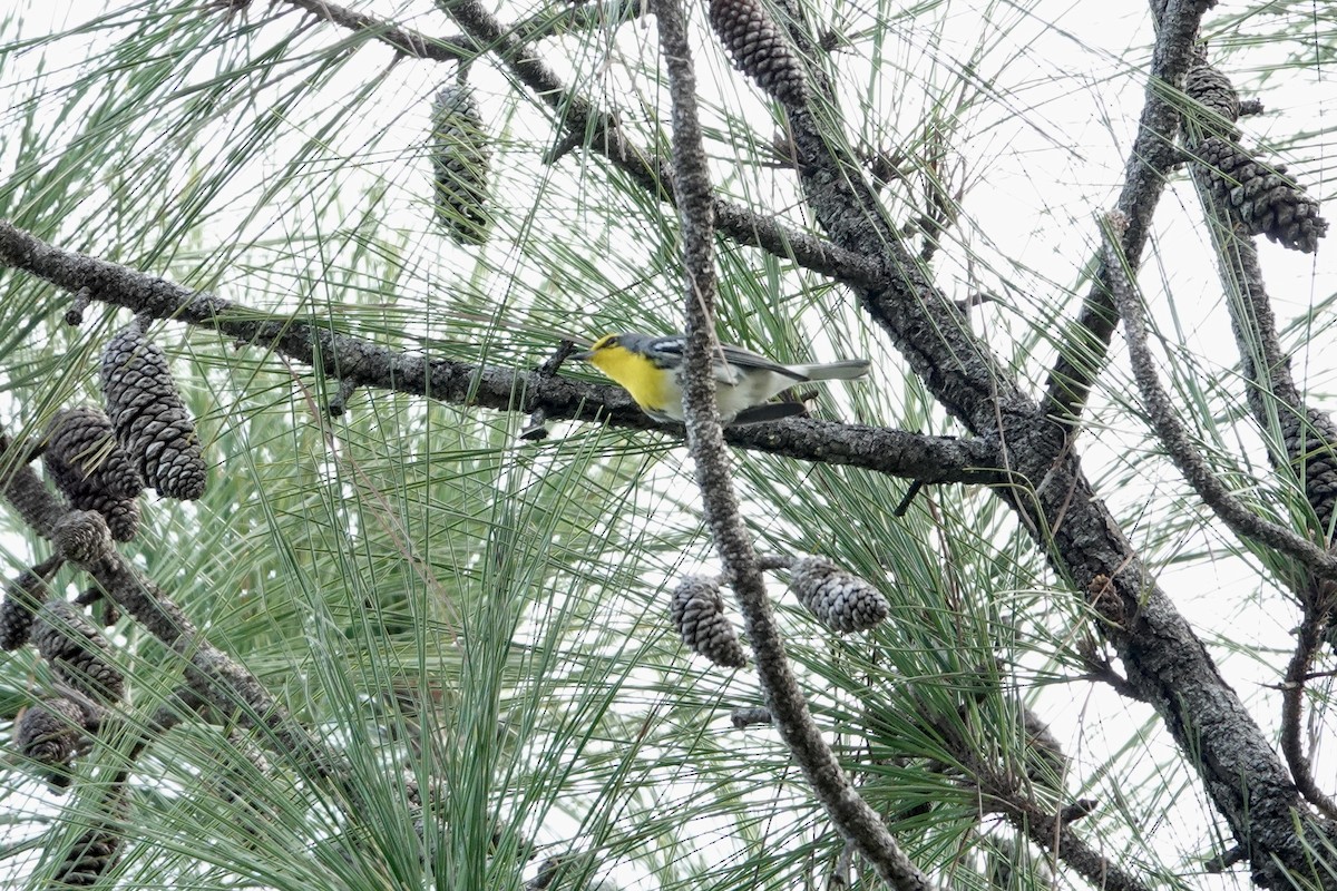 Grace's Warbler - ML644436645