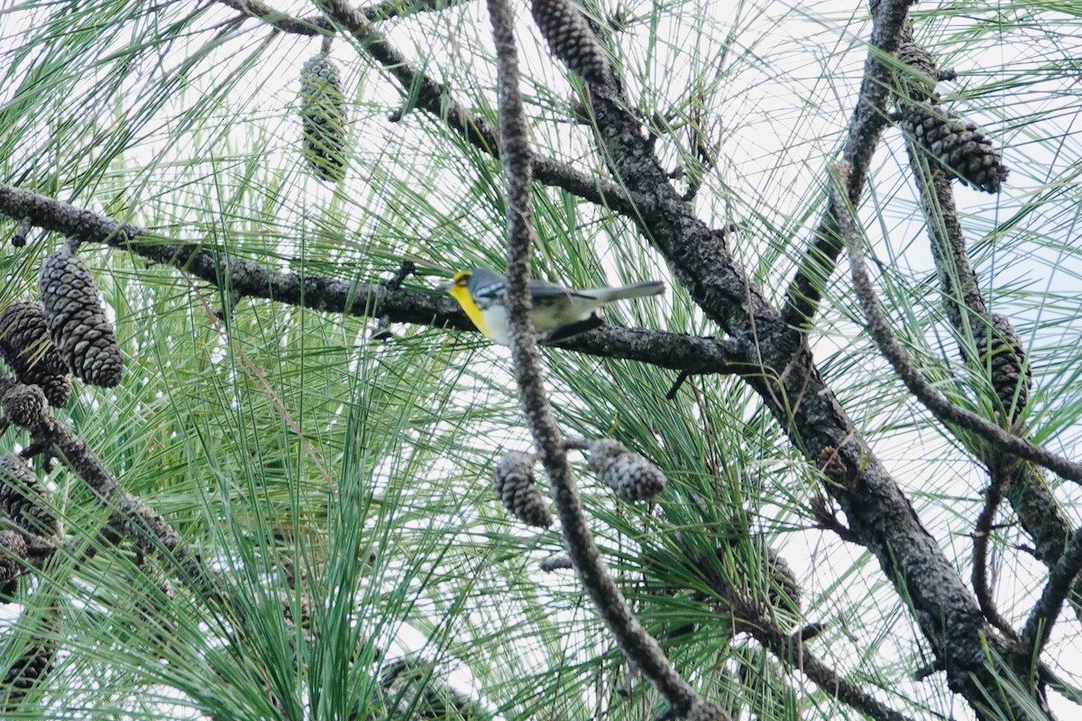 Grace's Warbler - ML644436646