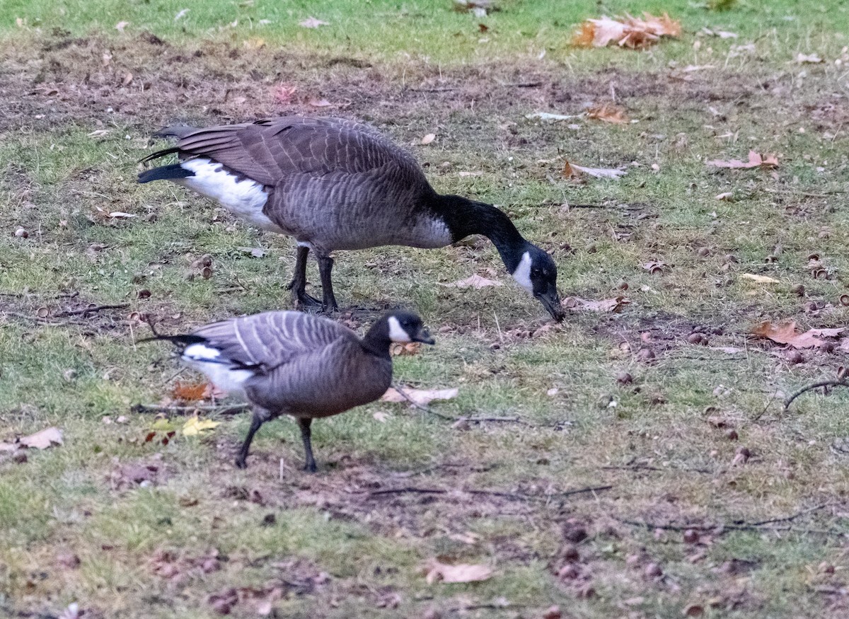 berneška malá - ML644436652