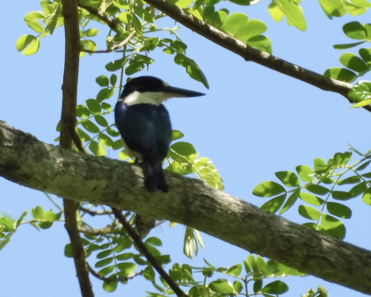 Forest Kingfisher - ML644436653