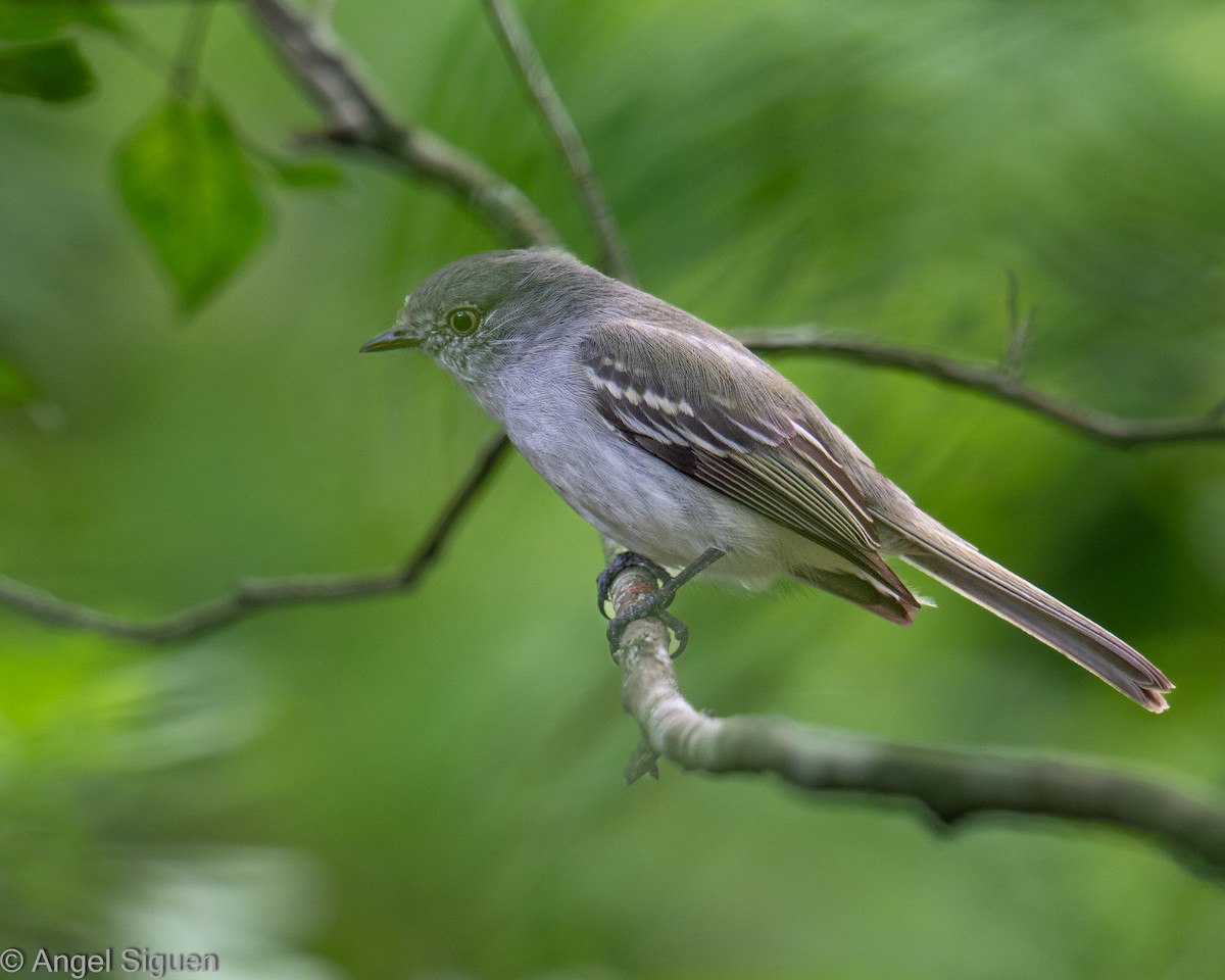 Gray-headed Elaenia - ML644436654