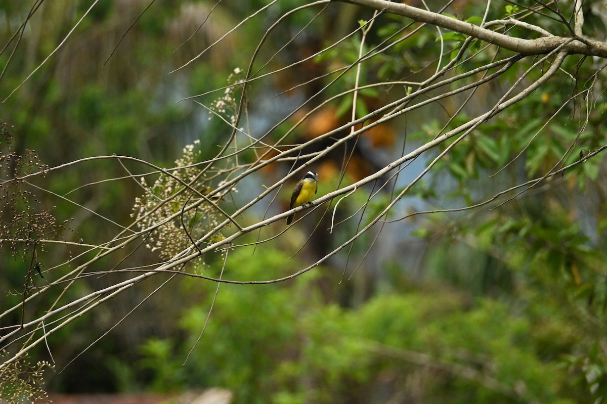 Lesser Kiskadee - ML644436655