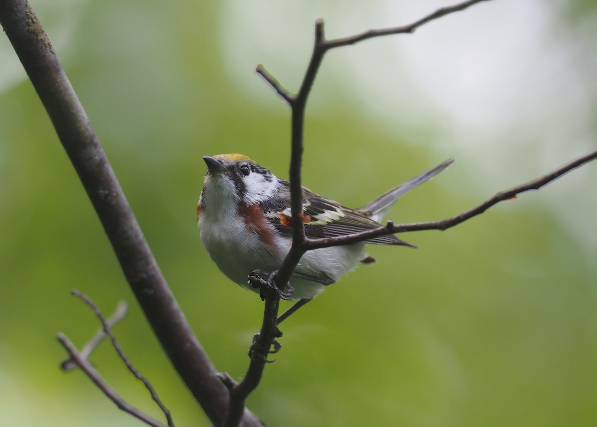 Reinita de Pensilvania - ML644436660