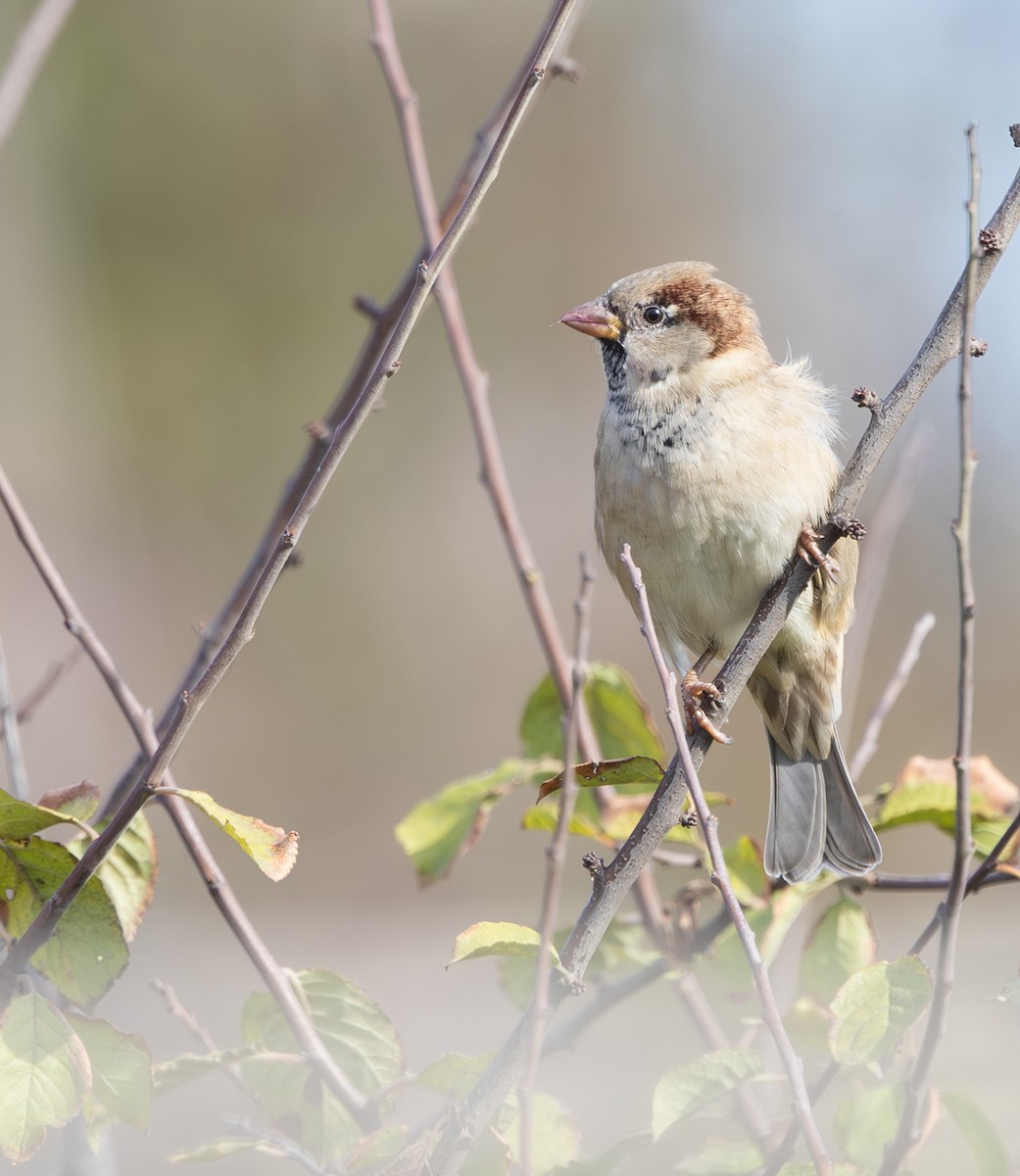 House Sparrow (Gray-cheeked) - ML644436662