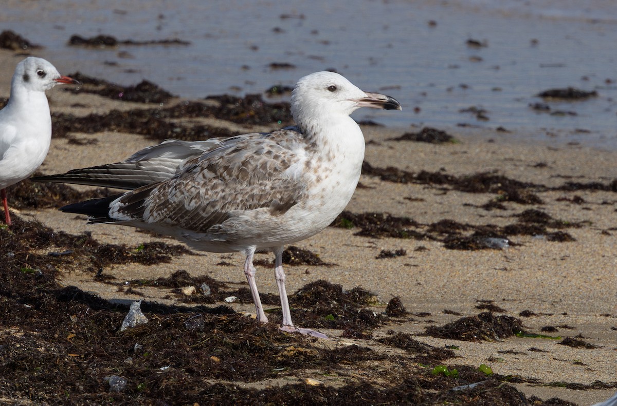 Gabbiano reale pontico - ML644436665