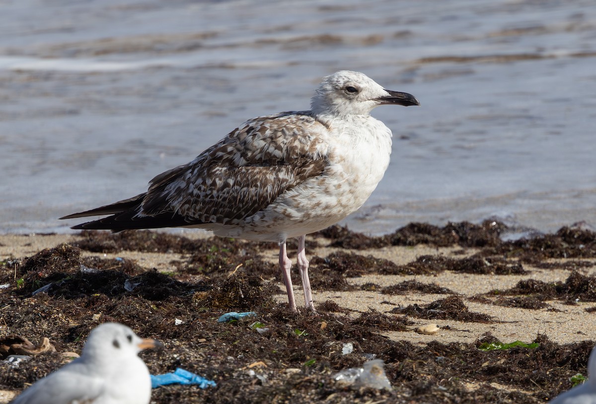 Caspian/Yellow-legged Gull - ML644436666