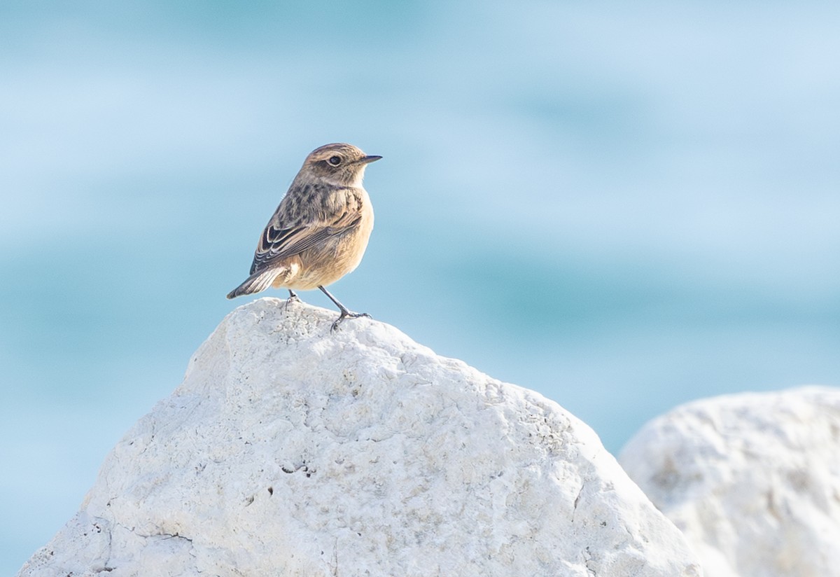 Whinchat - ML644436669